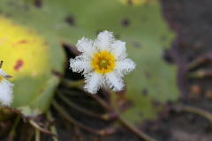 Nymphoides indica